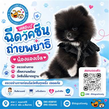 เคสดูแลสัตว์เลี้ยง น้องแองเจิล โรงพยาบาลสัตว์หมาแมวเลิฟลี่ นครปฐม