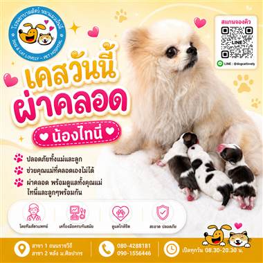 เคสดูแลสัตว์เลี้ยง น้องไทนี่ โรงพยาบาลสัตว์หมาแมวเลิฟลี่ นครปฐม