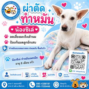 เคสดูแลสัตว์เลี้ยง น้องชิเล่ โรงพยาบาลสัตว์หมาแมวเลิฟลี่ นครปฐม