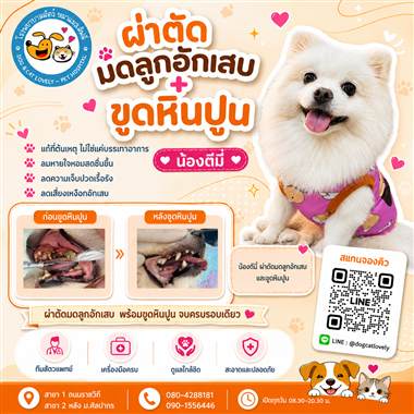 เคสดูแลสัตว์เลี้ยง น้องตีมี่ โรงพยาบาลสัตว์หมาแมวเลิฟลี่ นครปฐม