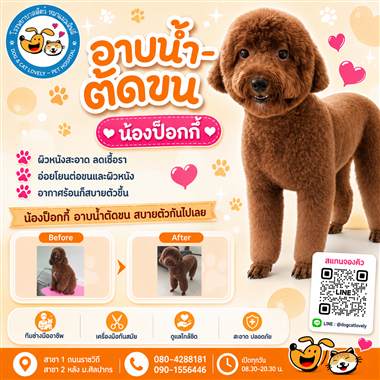 เคสดูแลสัตว์เลี้ยง น้องป๊อกกี้ โรงพยาบาลสัตว์หมาแมวเลิฟลี่ นครปฐม