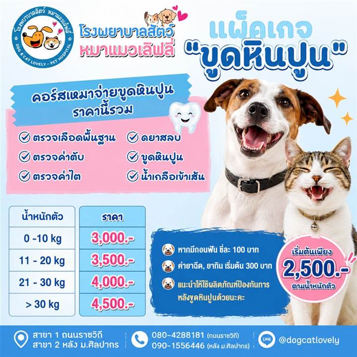 แพ็กเกจขูดหินปูนสุนัขและแมว ราคา นครปฐม