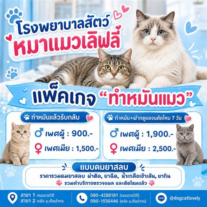 ทำหมันแมว ราคา นครปฐม เพศผู้ 900 เพศเมีย 1500 บาท